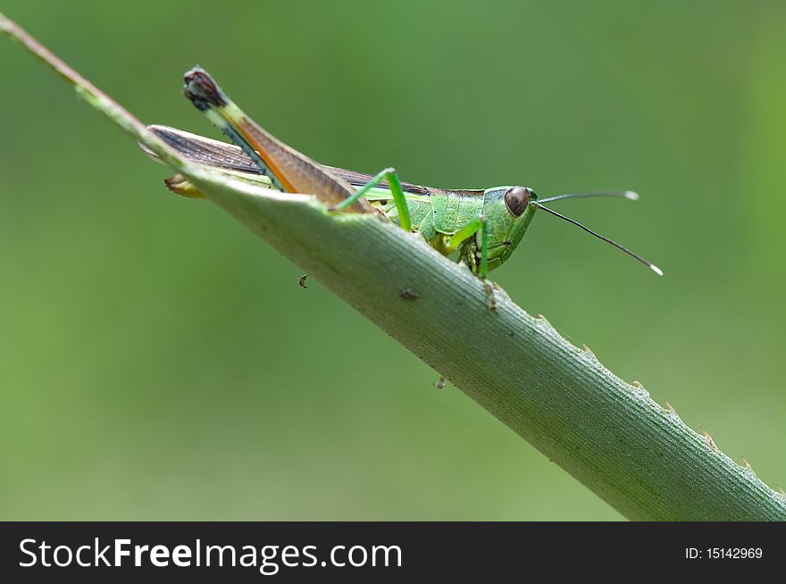 Grasshopper on green leaf macro