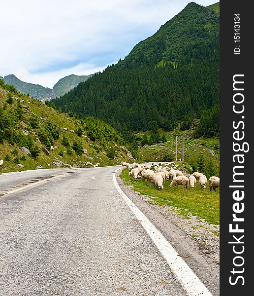 Mountain road with sheep along it. Mountain road with sheep along it