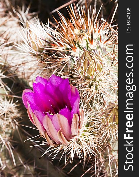 Hedgehog cactus blossoms blooming in the Sonoran Desert