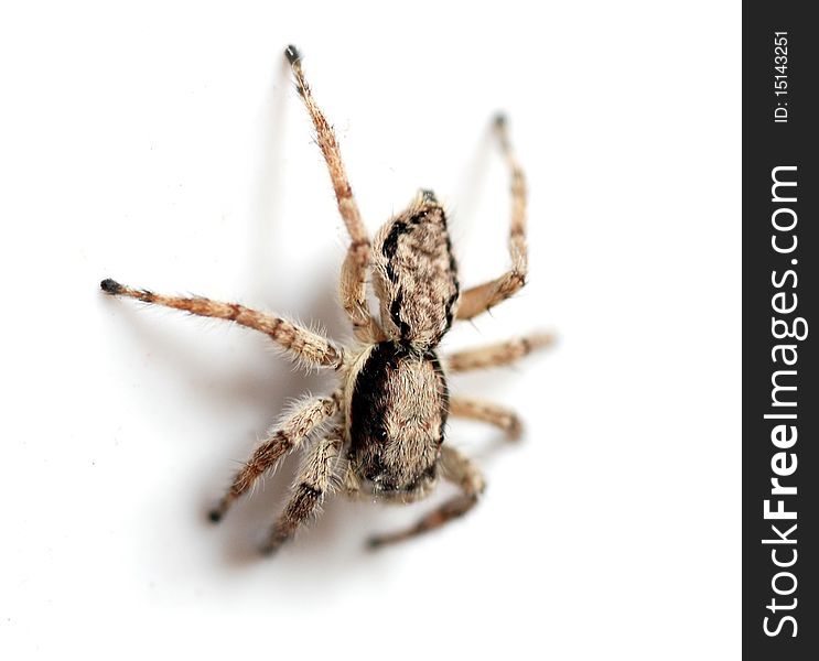 Spider on the white background