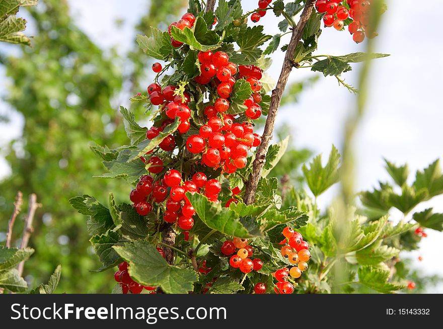 Clusters Of Red Currant