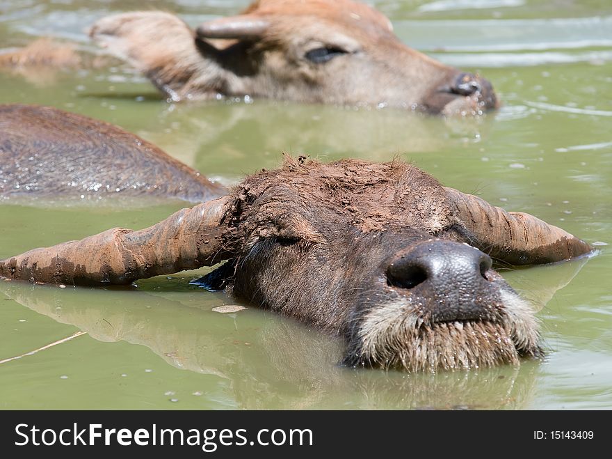buffalo in the pool,Thailand