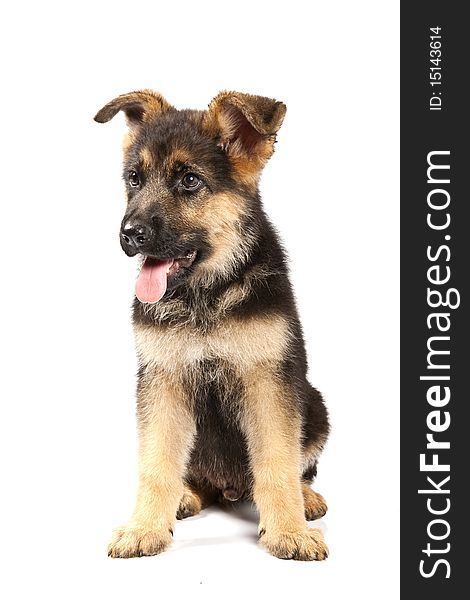 German shepard dog