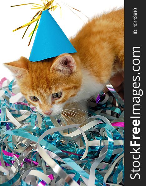 Sweet cat kitten with hat in confetti