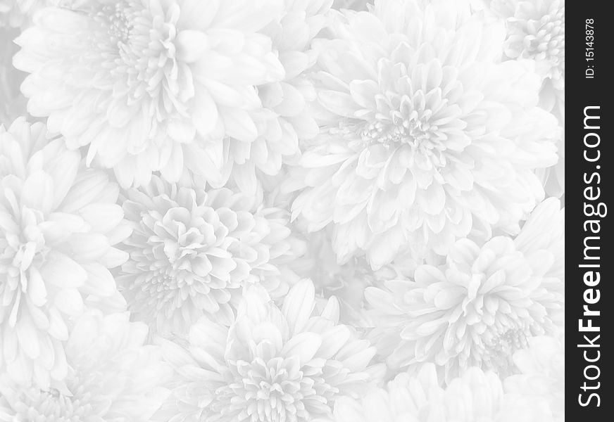 Closeup of  white flowers on white background