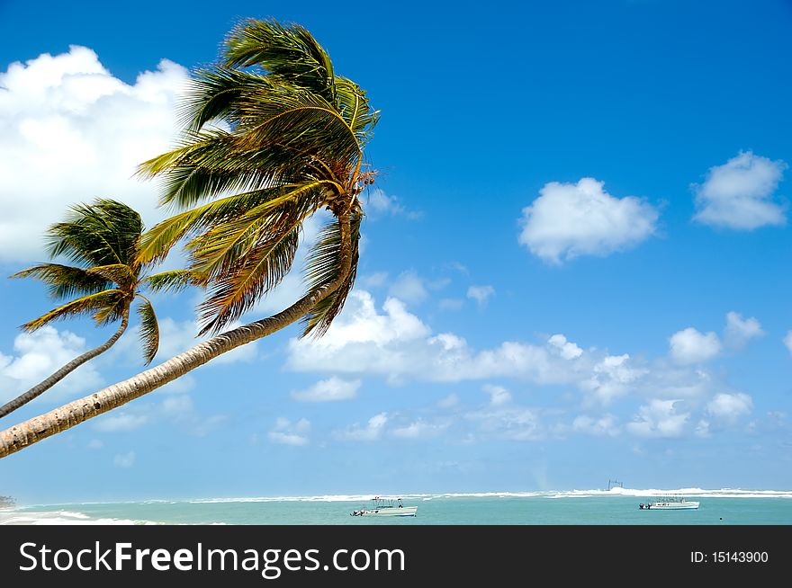 Palm hanging over exotic caribbean beach with the coast in the background. Palm hanging over exotic caribbean beach with the coast in the background.