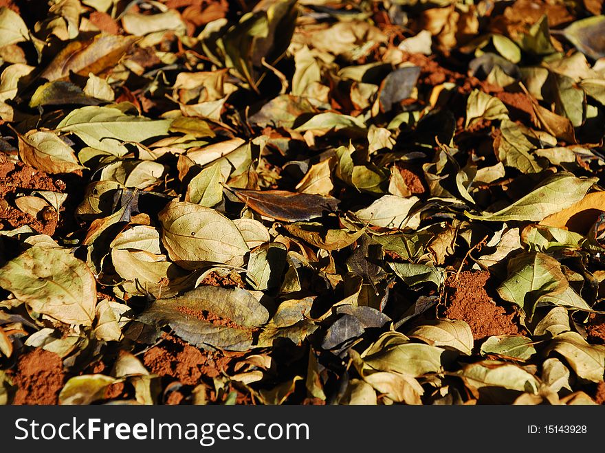 A bed of dead leaves in the late afternoon sun