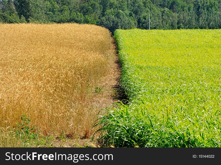 Rippening wheat and growing corn. Rippening wheat and growing corn