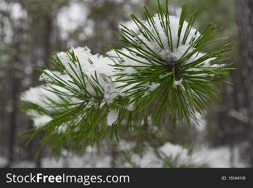 Pine needles under snow