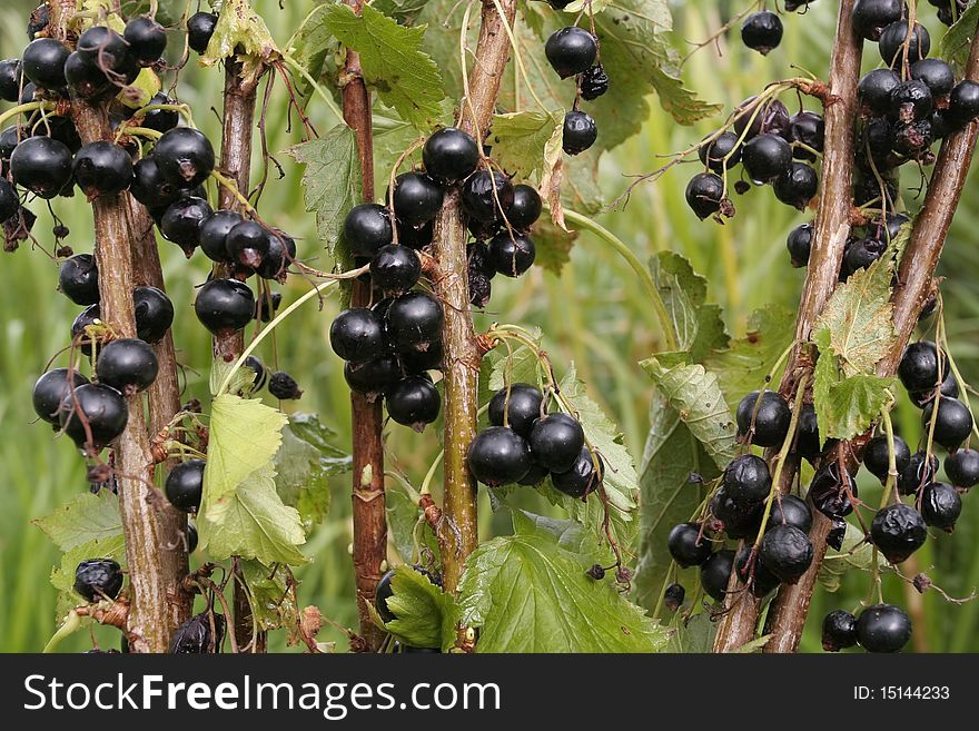 Black Currants On Branch In Summertime