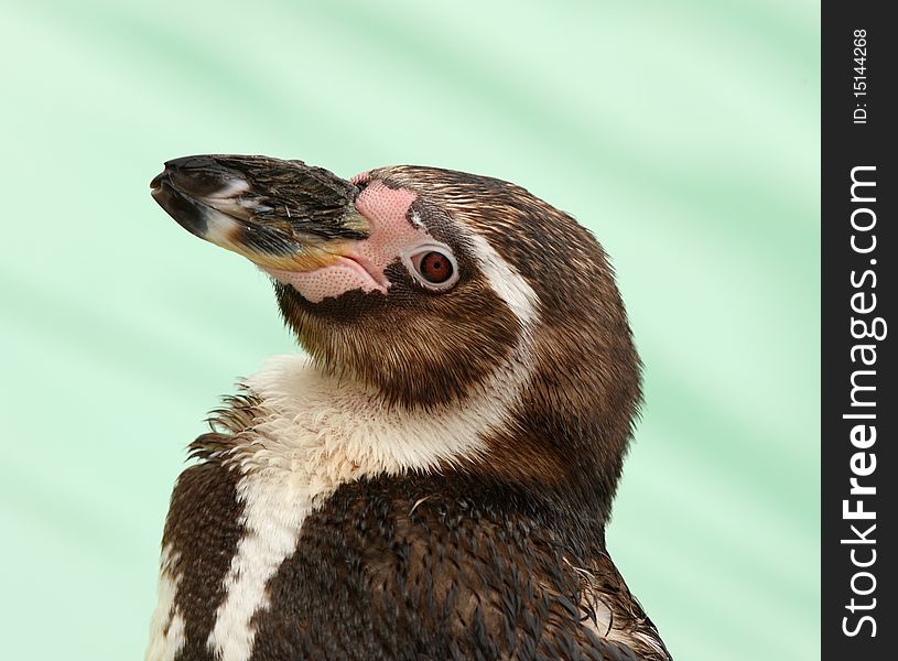 Portrait of a Humbolt Penguin