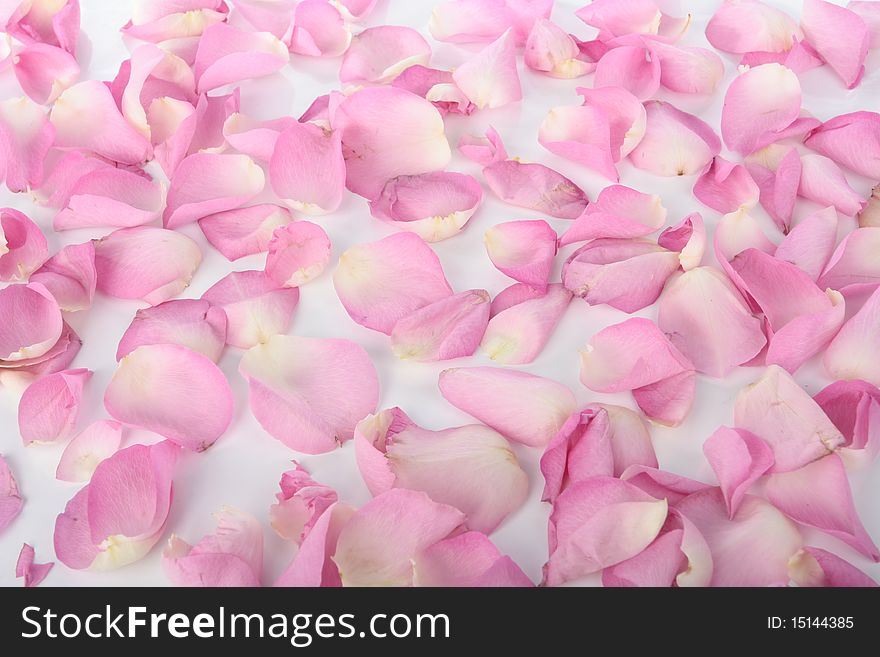 Petals of pink roses over white background