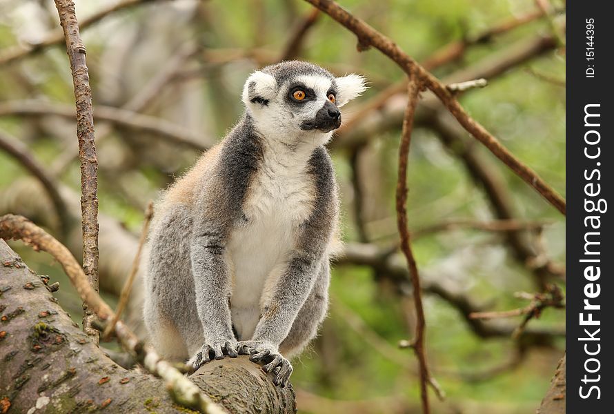 Portrait of a Ring Tailed Lemur