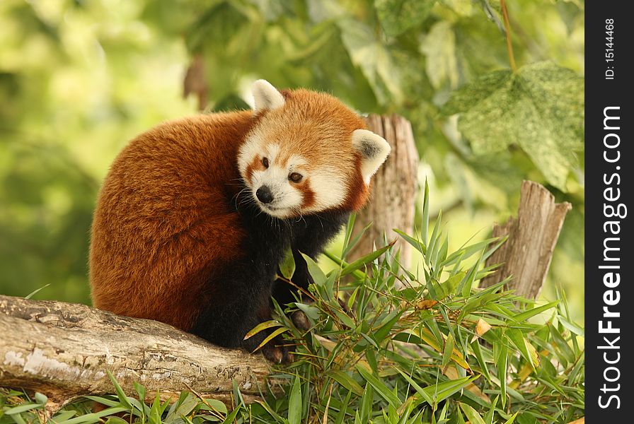 Portrait of a Red Panda