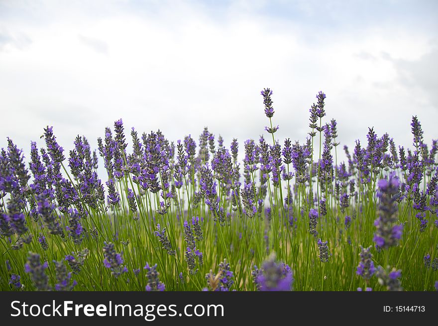 Field of aromatic lavender bushes growing wild. Field of aromatic lavender bushes growing wild