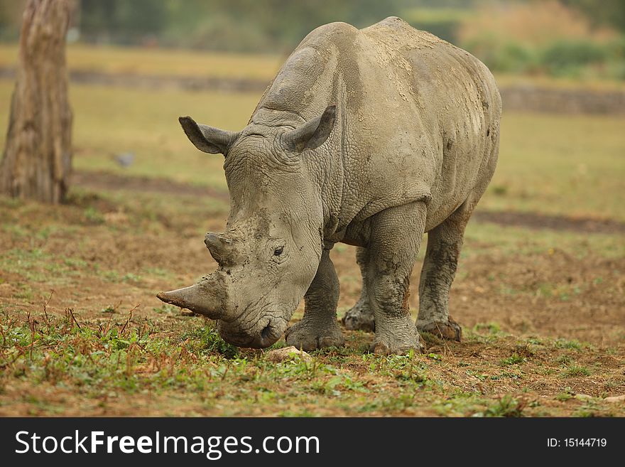 Portrait of a White Rhino