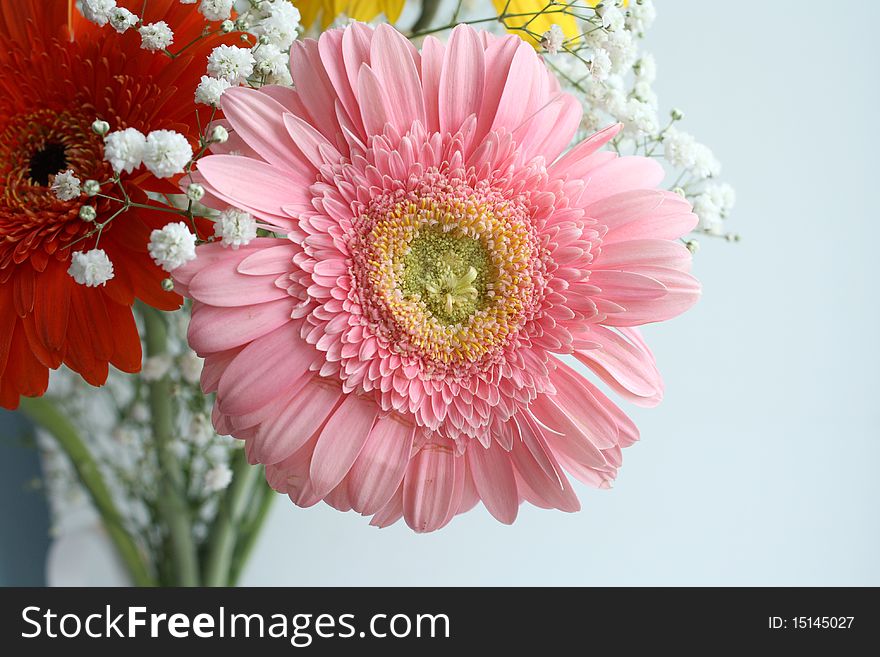 Gerbera flowers bouquet on the white background