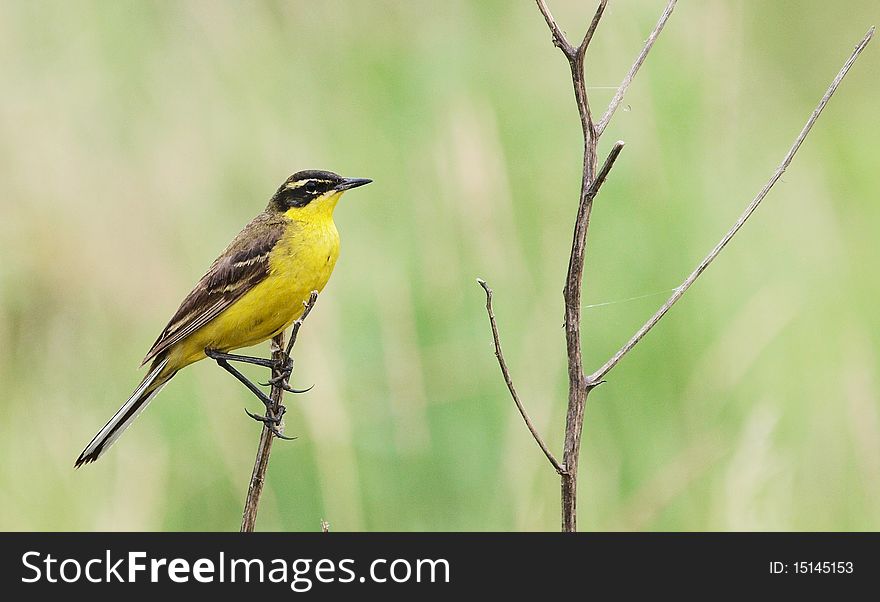 Male Yellow Wagtail (Motacilla flava) in a marsh area near Bucharest