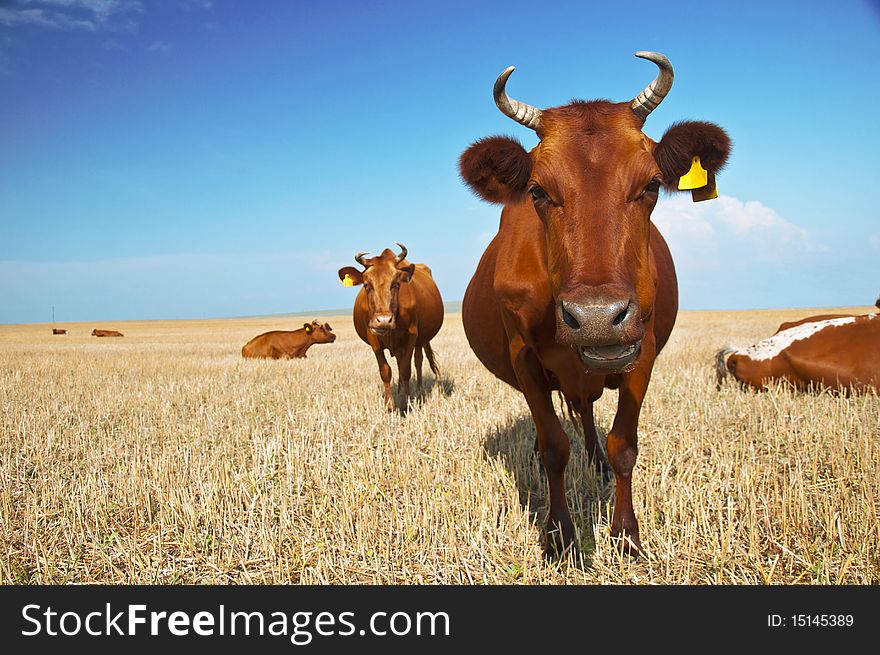 Cows on pasture in beautiful landscape