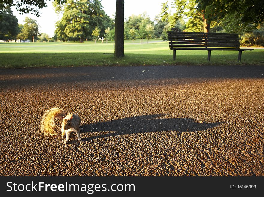 Friendly Squirrel in Greenwich Park, London, July 2007. Friendly Squirrel in Greenwich Park, London, July 2007