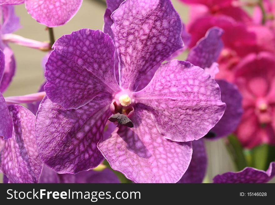 A close-up picture of georgeous purple orchid. A close-up picture of georgeous purple orchid.