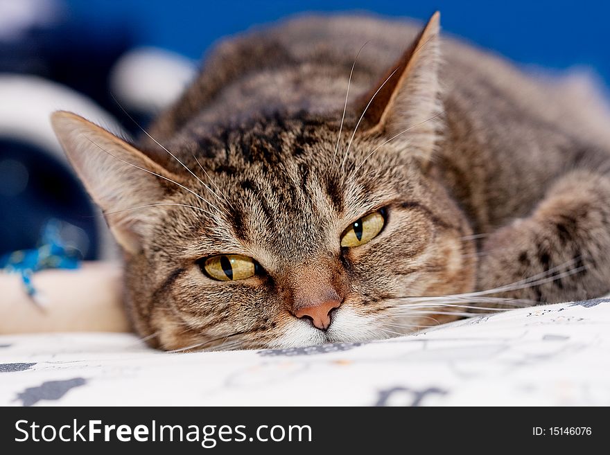 A cat stretched out long and having a sound sleep.