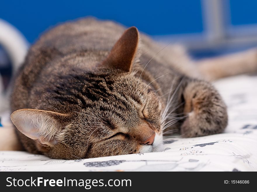 A cat stretched out long and having a sound sleep.