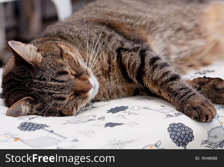 A cat stretched out long and having a sound sleep.