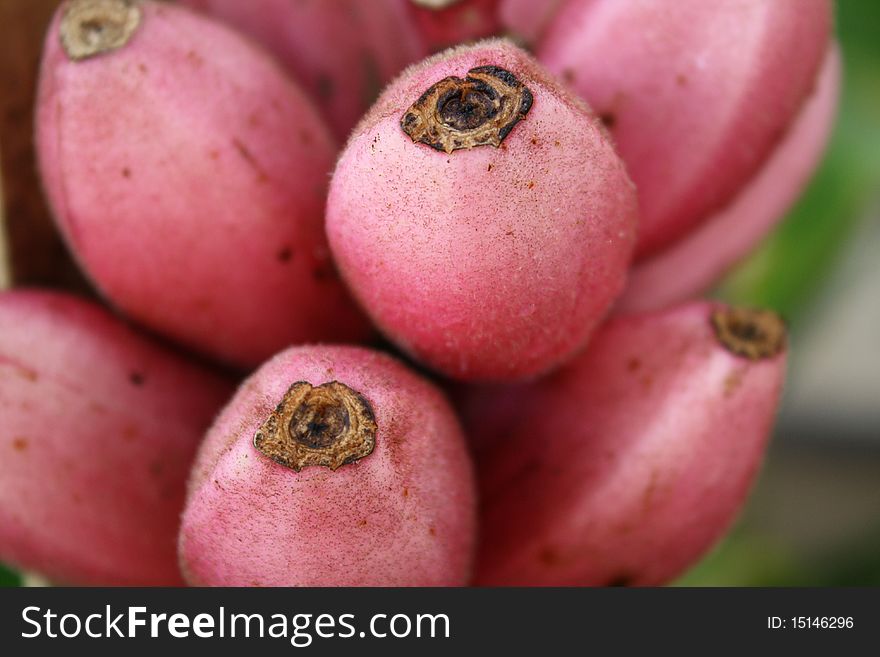 A picture of rare tropical pink banana. A picture of rare tropical pink banana.