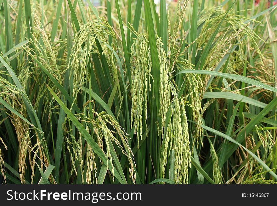 A close-up picture of rice or paddy plants.