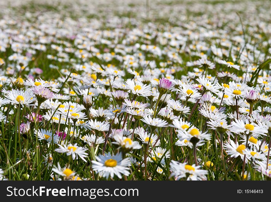 A close up of a large field of blooming daisies in the sunshine. A close up of a large field of blooming daisies in the sunshine.