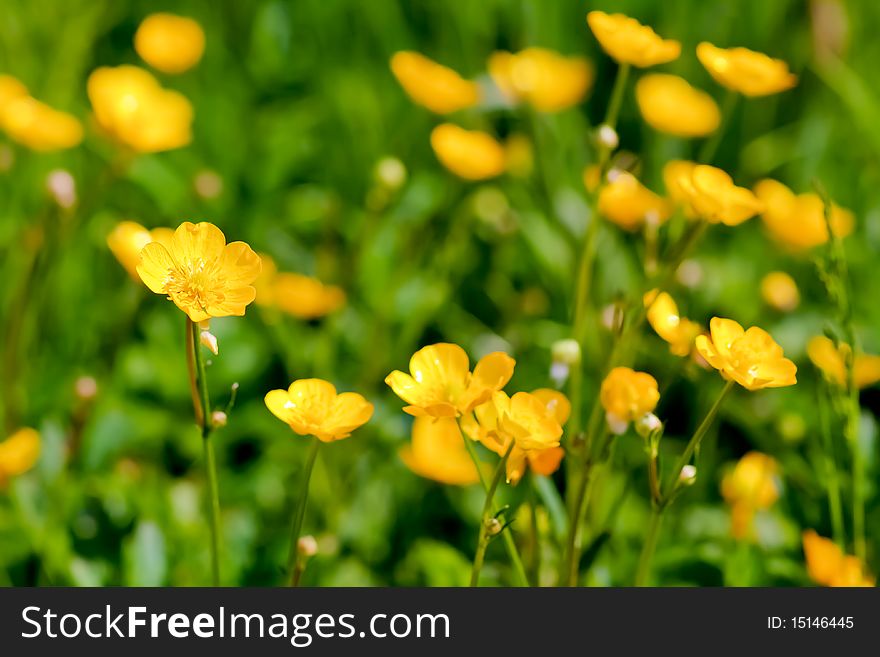 A close up of flowering bright yellow buttercups. A close up of flowering bright yellow buttercups.