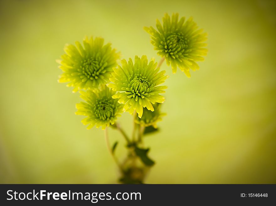 Green Chrysanthemum Flowers with Vignetting