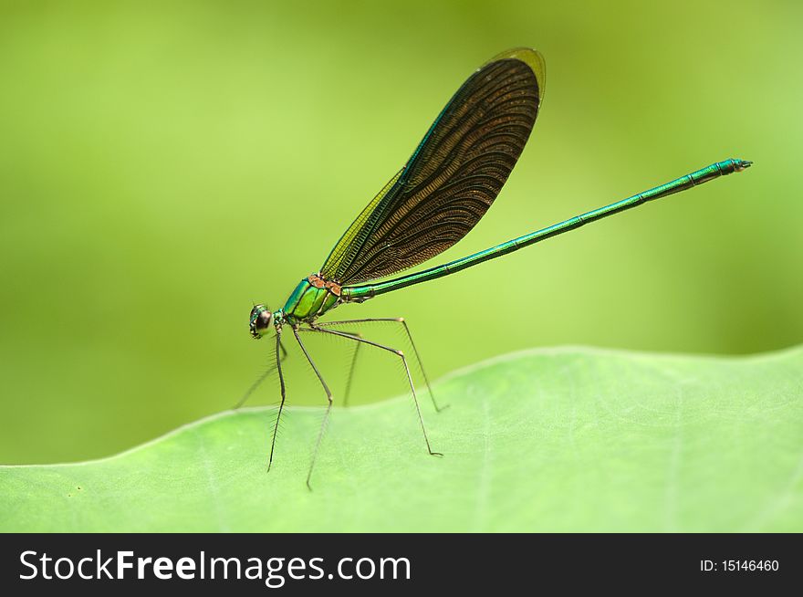 Beautiful dragonfly on green leaf