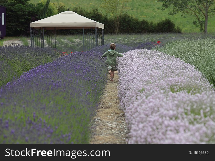 Young boy running in a lavender field. Young boy running in a lavender field