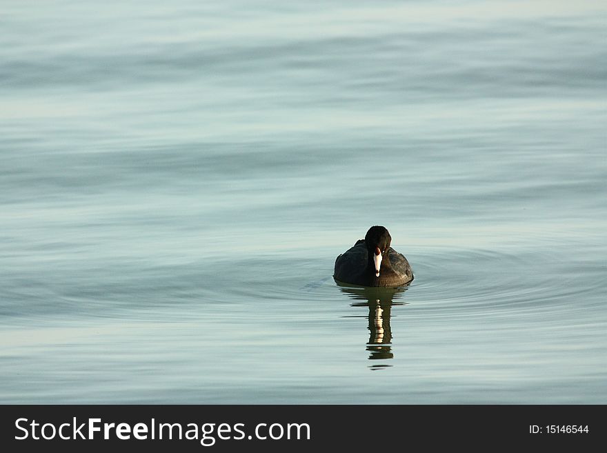 American Coot