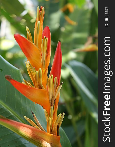 Picture of Heliconia, a rare and wild tropical flower. Picture of Heliconia, a rare and wild tropical flower.