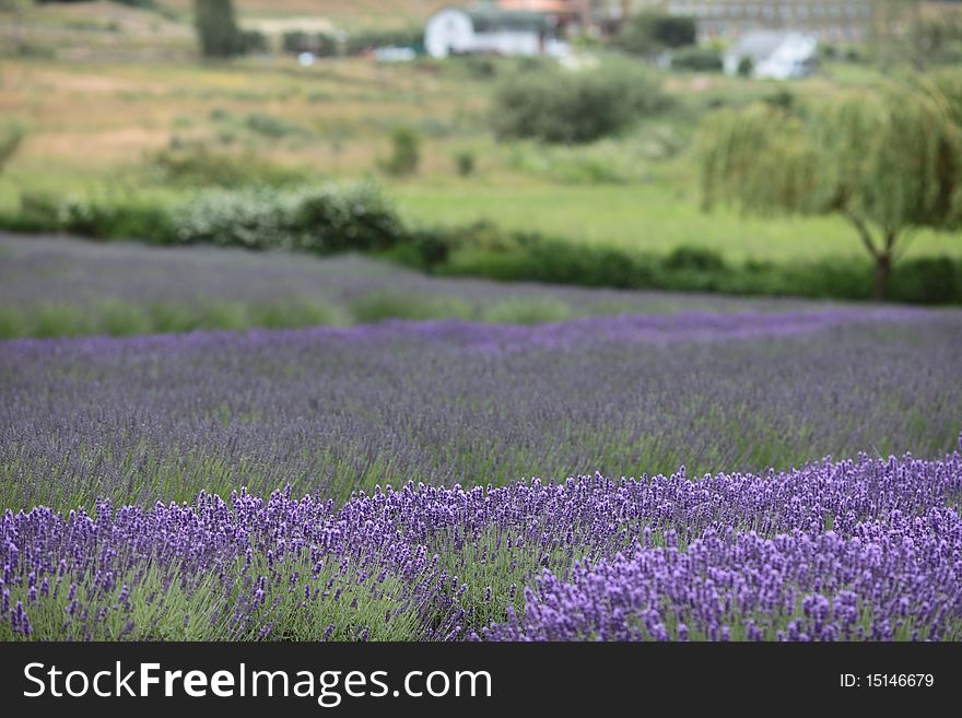 Wide angle view of a beautiful lavender farm in bloom.