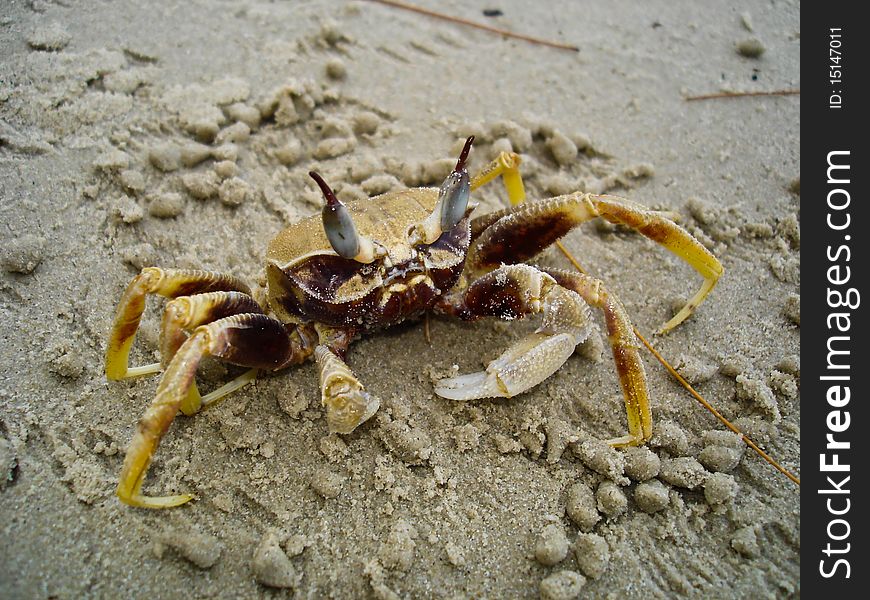 Little crab is feeding on the beach.