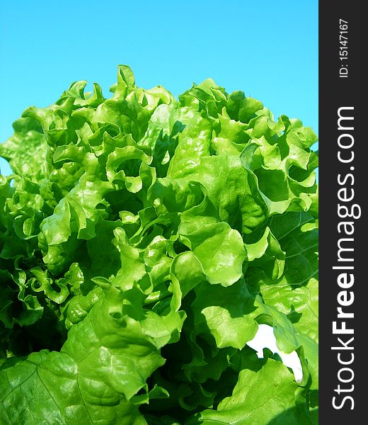 Green leaves of salad on a blue background of the sky