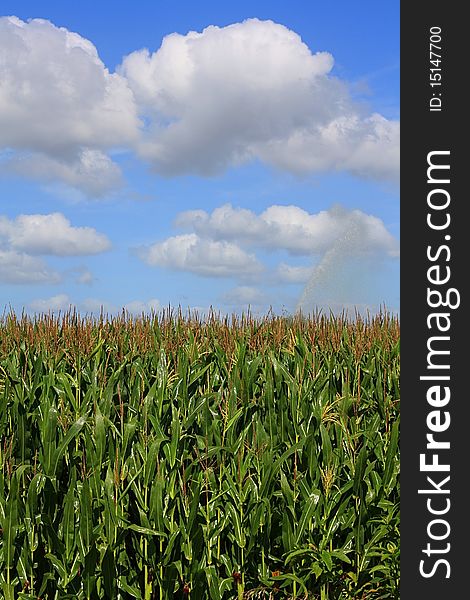 During the irrigation of corn soaked with water