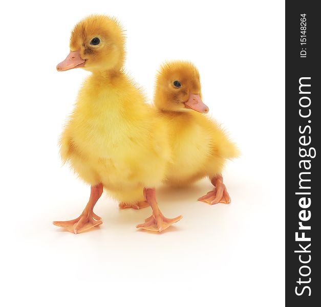 Two ducklings who are represented on a white background