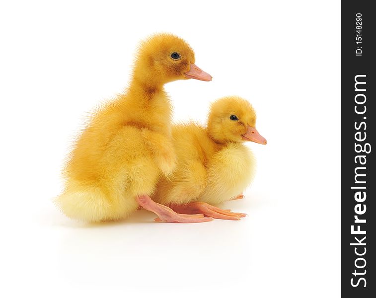 Two ducklings who are represented on a white background