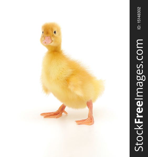 Duckling who are represented on a white background. Duckling who are represented on a white background