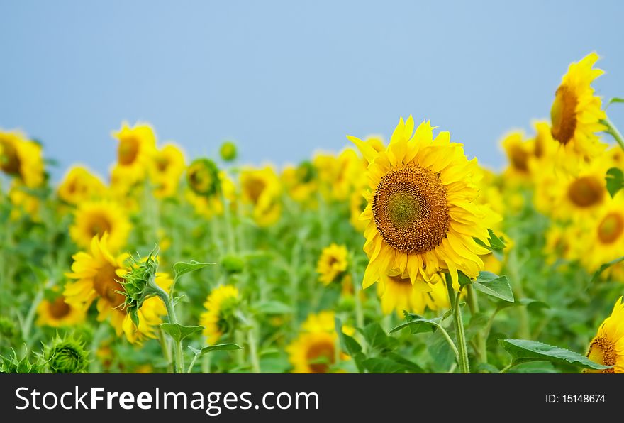 Sunflower field over clear blue sky. Sunflower field over clear blue sky