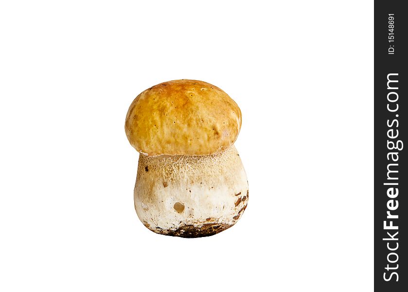 Small cep on white background. Small cep on white background