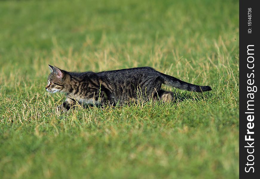 Little kitten lurks in the grass. Little kitten lurks in the grass.