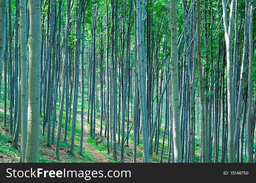 Tree trunks in a forest in summer