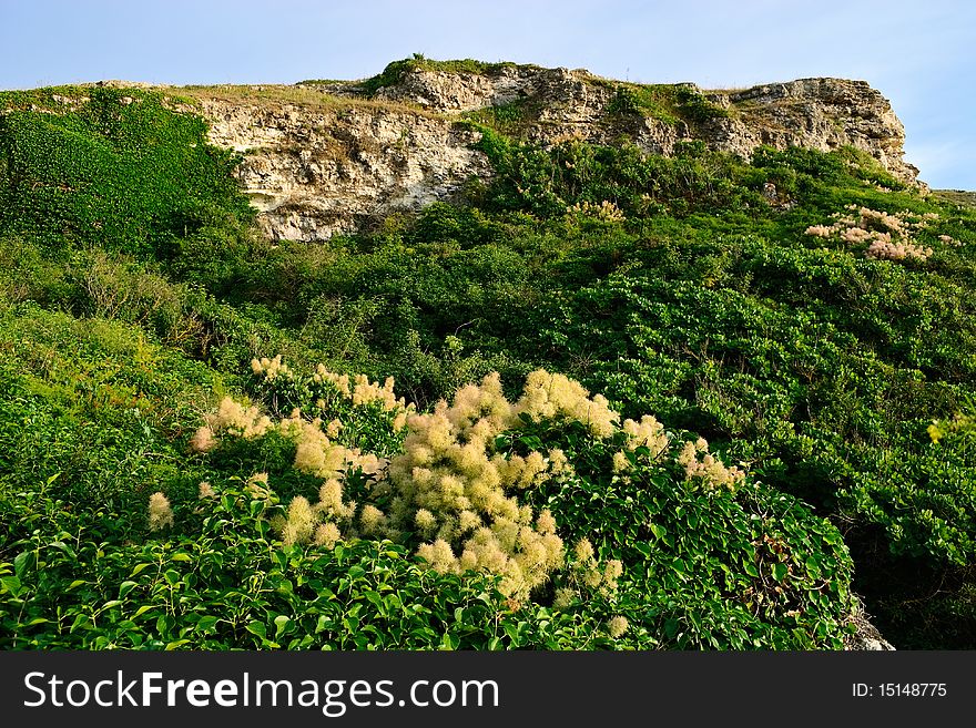 Green foliage on limestone mountains in Crimea