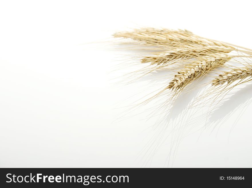 Ears isolated on white. Food ingredients